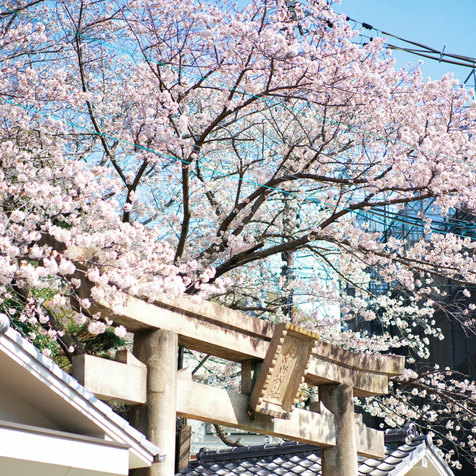 Descubre Japón en Crucero: Kumamoto & Kagoshima desde Shanghái